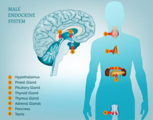 Male Endocrine System