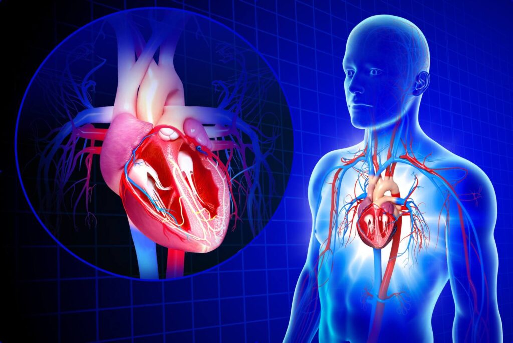 cardiovascular system 57f6d56a3df78c690f77c7c7