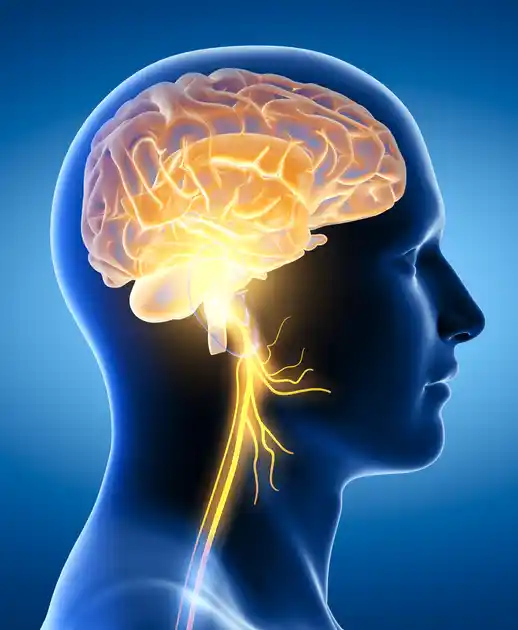 Neurology & Psychiatry Coding 2 neurology human 1